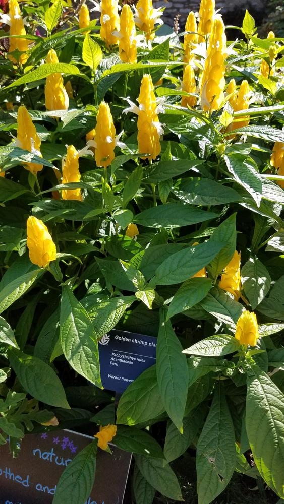 Photo of Golden Shrimp Plant (Pachystachys lutea) uploaded by RootedInDirt