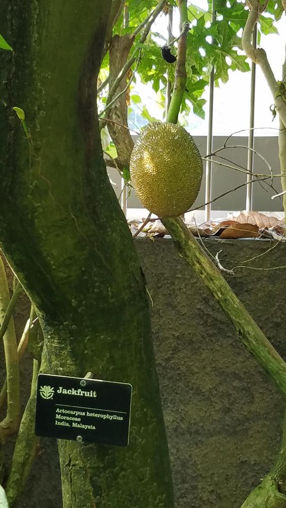 Photo of Jackfruit (Artocarpus heterophyllus) uploaded by RootedInDirt