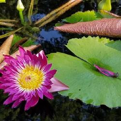 Location: Missouri Botanical Gardens
Date: 2023-09-10
Tropical Water Lily Nymphaea "Charlies Pride"