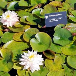 Location: Missouri Botanical Gardens
Date: 2023-09-10
Hardy Water Lily Nymphaea "awesome"