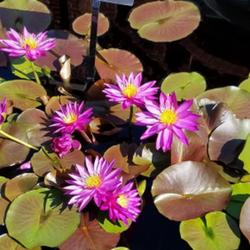 Location: Missouri Botanical Gardens
Date: 2023-09-10
Tropical Water Lily Nymphaea "Defective Ericka"