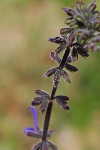Photo of Nodding Sage (Salvia nutans) uploaded by RuuddeBlock