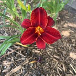 Location: Kansas
Date: 2023-06-28
First blooms!