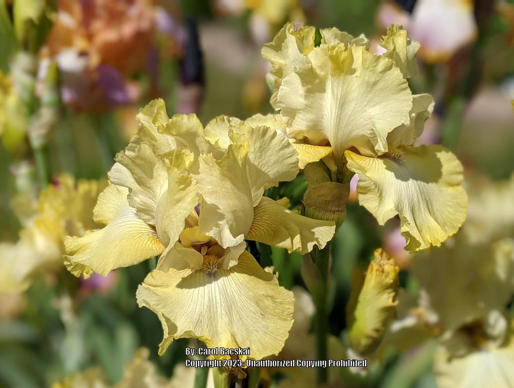 Photo of Tall Bearded Iris (Iris 'County Cork') uploaded by Artsee1