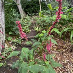 Location: Jardin Georges Delaselle    Ile de Batz, Brittany, France
Date: 2023-08-29
Nice flowers spikes on this unidentified persicaria species