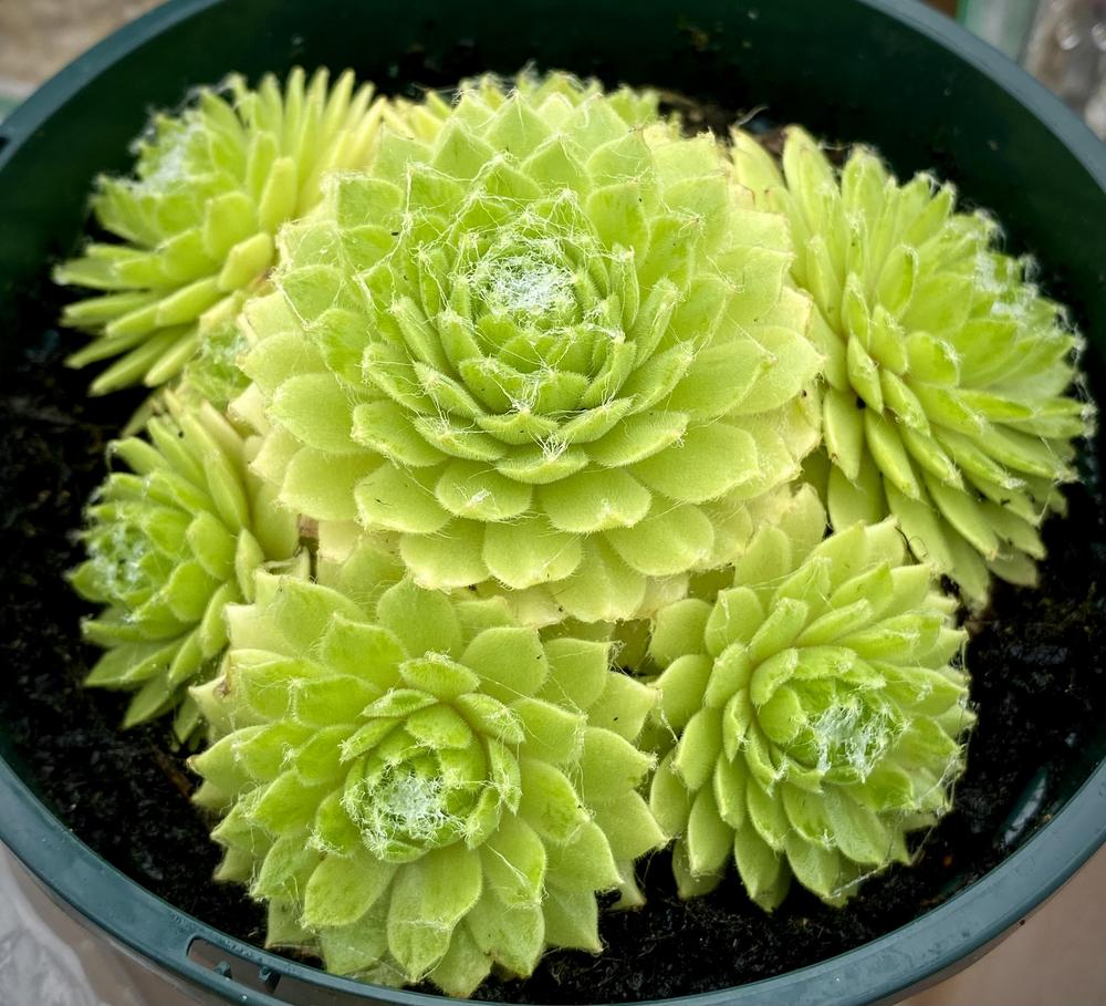 Photo of Sempervivum uploaded by ketsui73