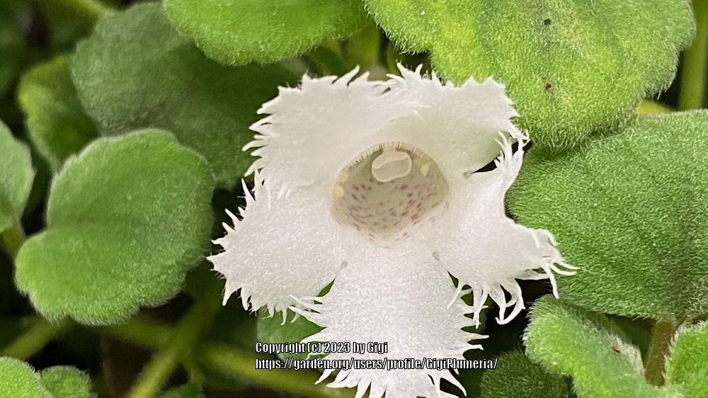 Photo of Lace Flower (Alsobia dianthiflora) uploaded by GigiPlumeria