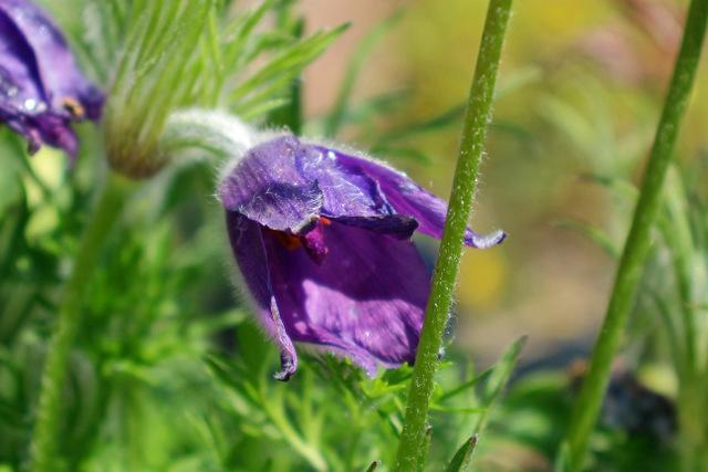 Photo of Pasque Flower (Pulsatilla grandis subsp. grandis) uploaded by RuuddeBlock