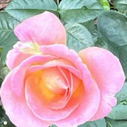 Location: My Garden
Date: 2023-09-18
First Bloom, Wonderful Fragrance
