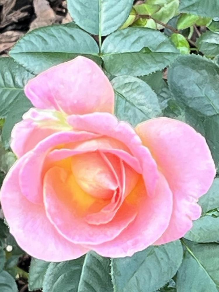 Photo of Rose (Rosa 'Elle') uploaded by Silvana