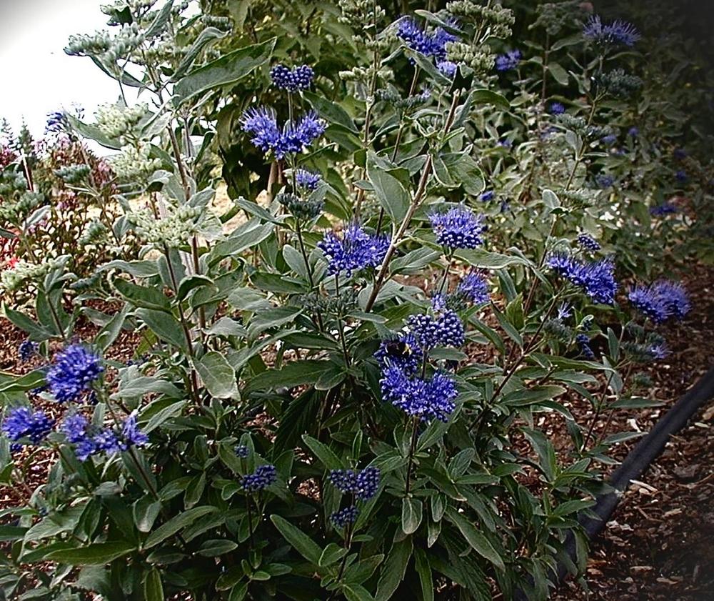 Photo of Bluebeard (Caryopteris x clandonensis 'First Choice') uploaded by bumplbea