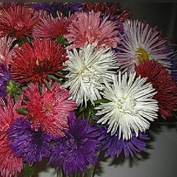 Location: Bea’s garden
Date: 2023-09-17
Grown from seed ‘Bouquet Aster ‘ seed from burpee . Flowers i
