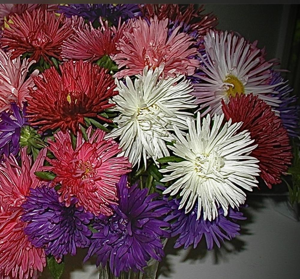 Photo of Asters (Aster) uploaded by bumplbea