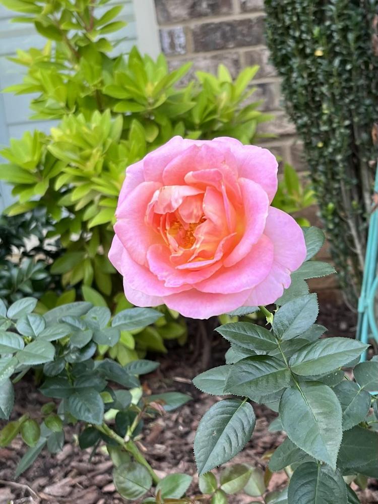 Photo of Rose (Rosa 'Elle') uploaded by Silvana