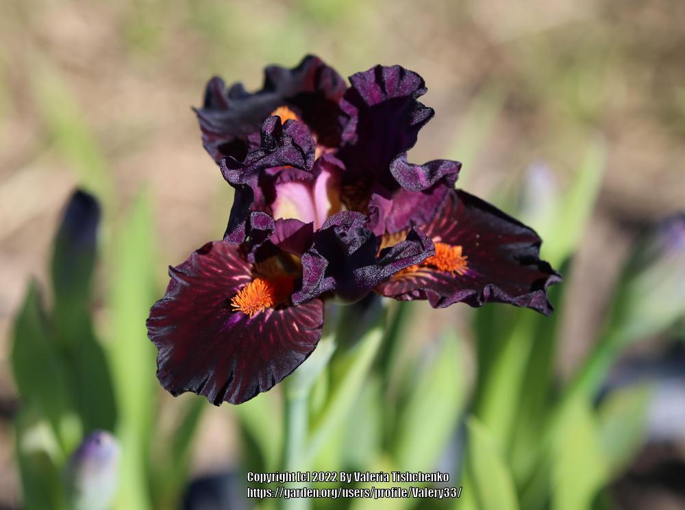Photo of Standard Dwarf Bearded Iris (Iris 'Matador's Cape') uploaded by Valery33