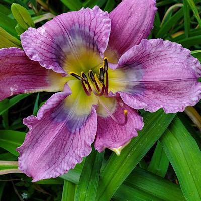 Photo of Daylily (Hemerocallis 'There's a Place') uploaded by Ahead