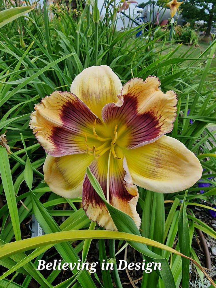 Photo of Daylily (Hemerocallis 'Believing in Design') uploaded by Hemwitch
