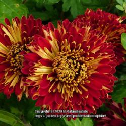 Location: Halls of Heddon nursery, Northumberland, England UK 
Date: 2023-09-21
Chrysanthemum 'Karen Taylor'