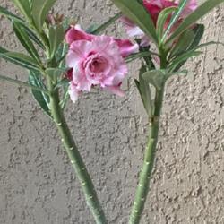 Location: My garden in Tampa, Florida
Date: 2023-09-22
My new grafted desert rose.