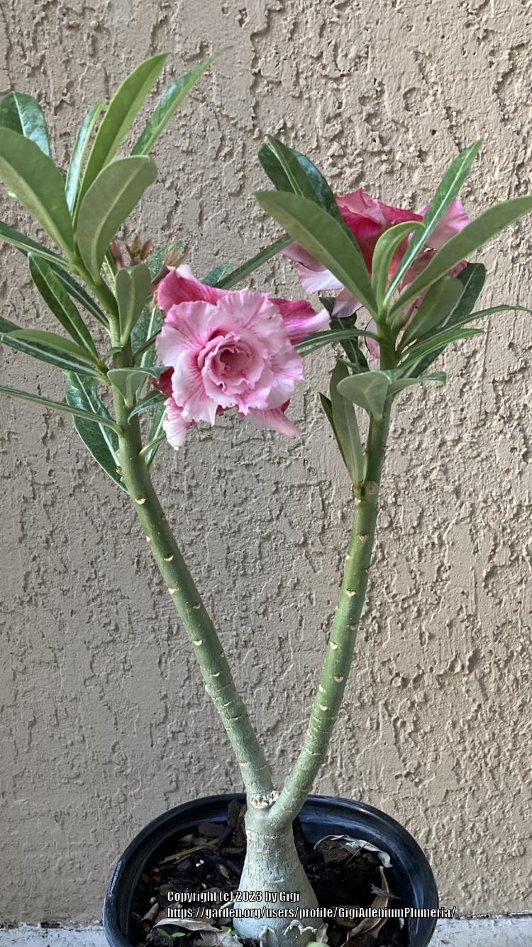 Photo of Desert Rose (Adenium 'Sab Sam Boon') uploaded by GigiAdeniumPlumeria