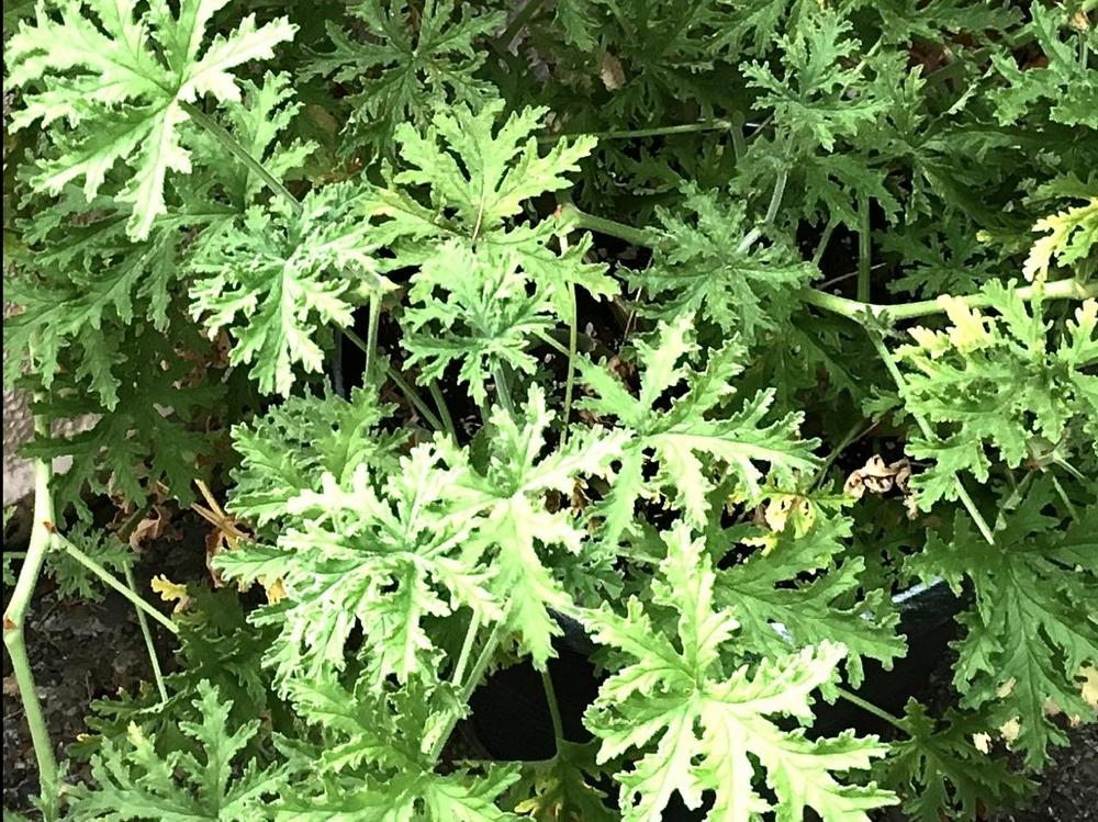 Photo of Scented Geranium (Pelargonium graveolens) uploaded by bumplbea
