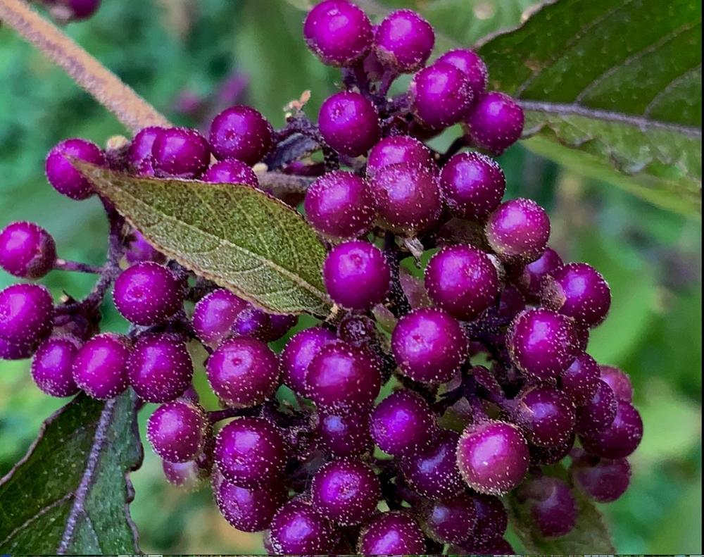 Photo of Japanese Beautyberry (Callicarpa japonica) uploaded by bumplbea