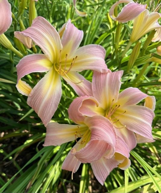 Photo of Daylily (Hemerocallis 'Orchid Corsage') uploaded by jkporter
