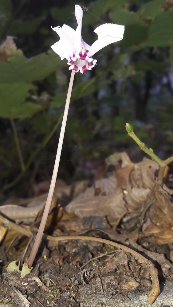 Photo of Hardy Cyclamen (Cyclamen hederifolium) uploaded by skopjecollection