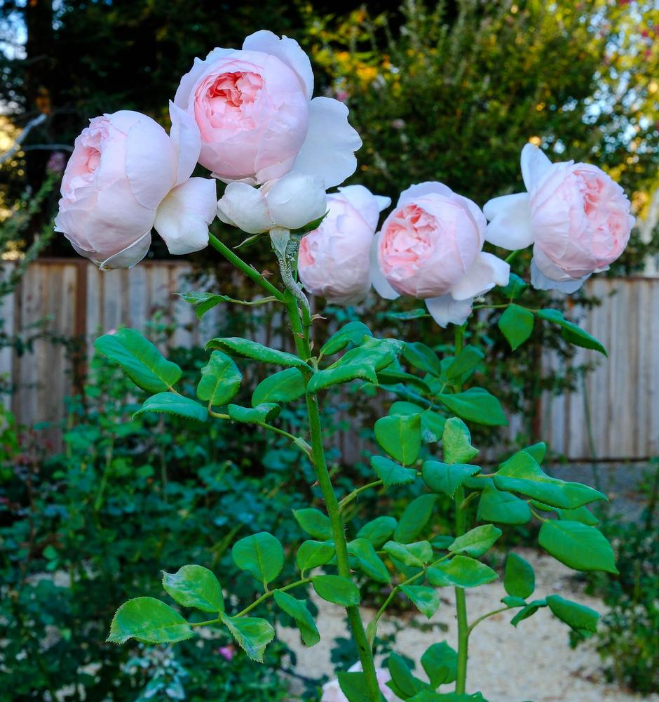 Photo of Rose (Rosa 'St. Cecilia') uploaded by AnnKNCalif