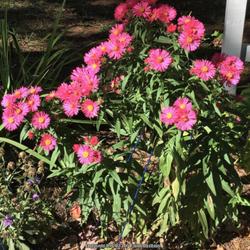 Location: Southern Maine
Date: 2018-10-05
This has been a delightful eye-catching aster that the bees love,