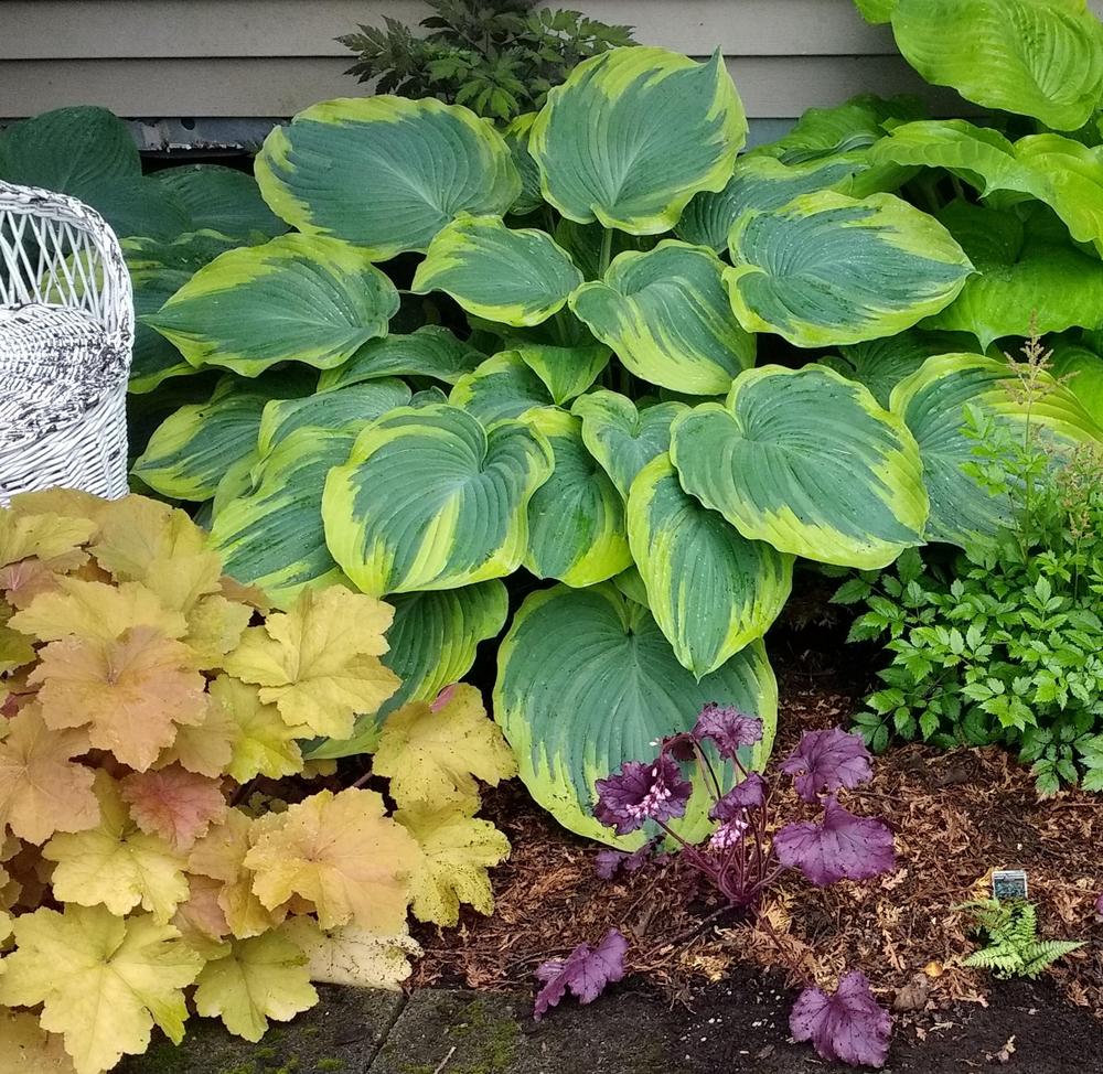 Photo of Hosta 'Earth Angel' uploaded by TheMainer