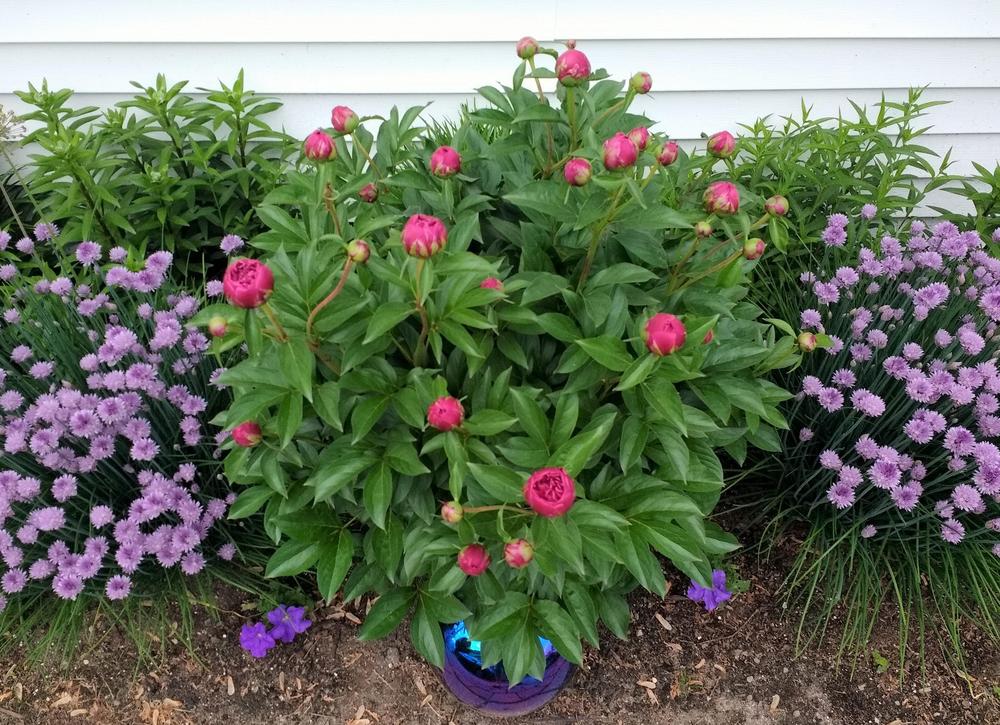 Photo of Peony (Paeonia lactiflora 'Felix Crousse') uploaded by TheMainer