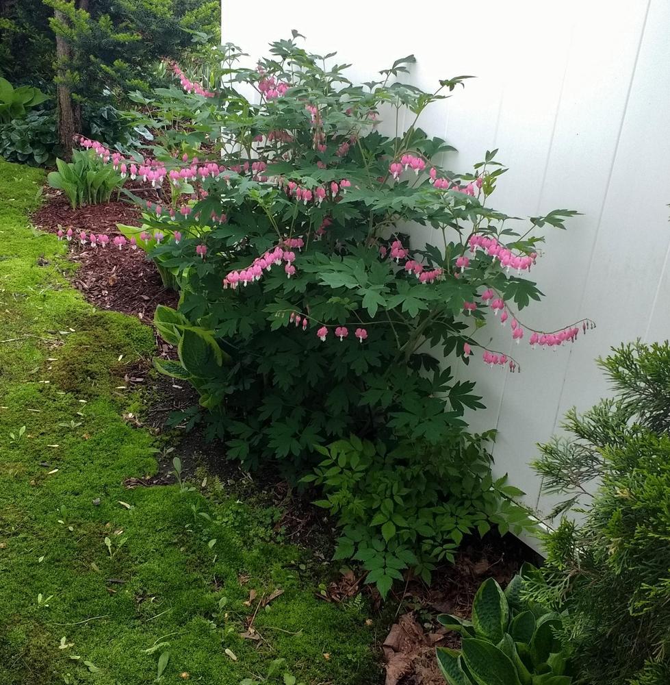 Photo of Bleeding Heart (Lamprocapnos spectabilis) uploaded by TheMainer