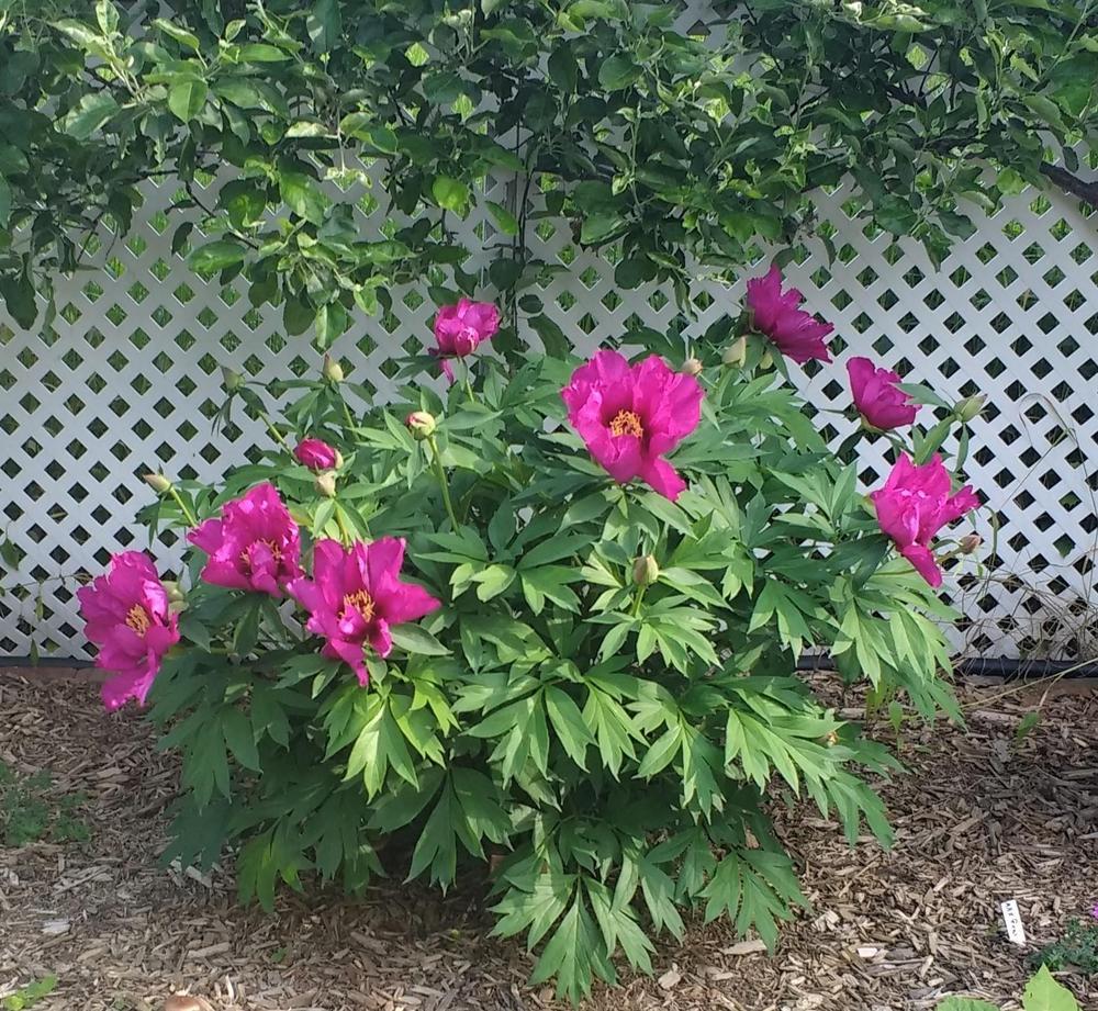 Photo of Itoh Peony (Paeonia 'Morning Lilac') uploaded by TheMainer