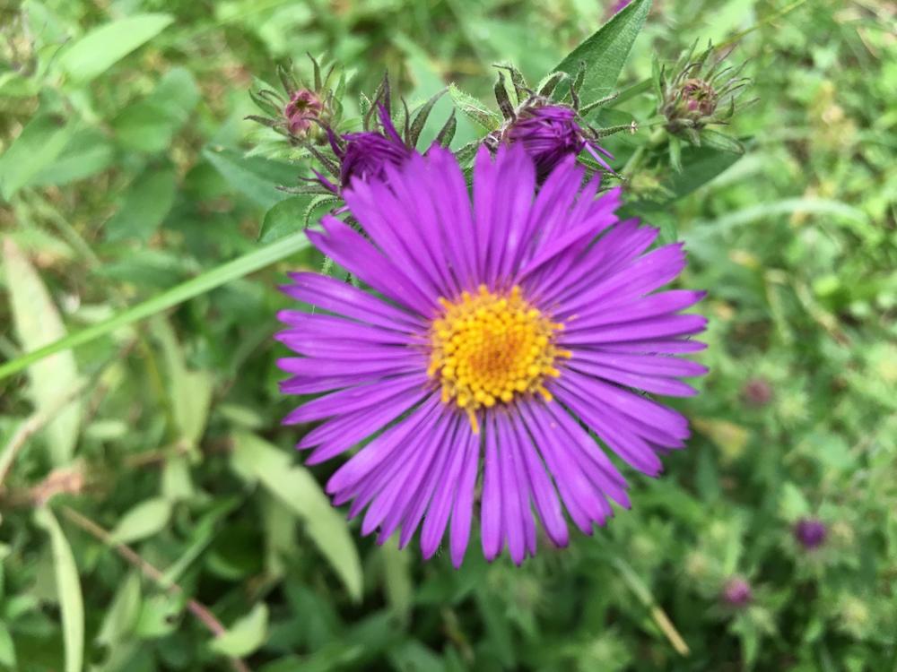 Photo of New England Aster (Symphyotrichum novae-angliae) uploaded by antsinmypants