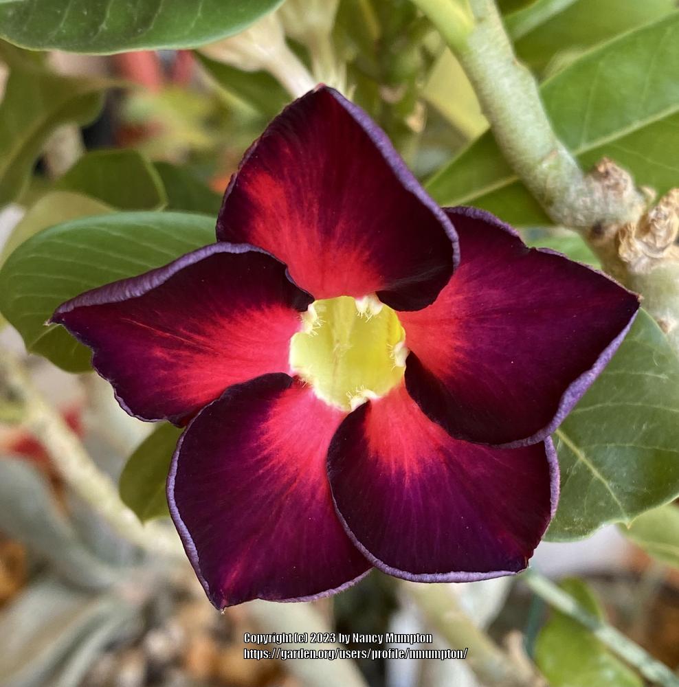 Photo of Desert Rose (Adenium obesum subsp. obesum) uploaded by nmumpton