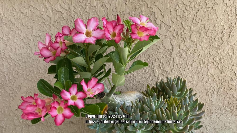 Photo of Desert Rose (Adenium obesum) uploaded by GigiAdeniumPlumeria
