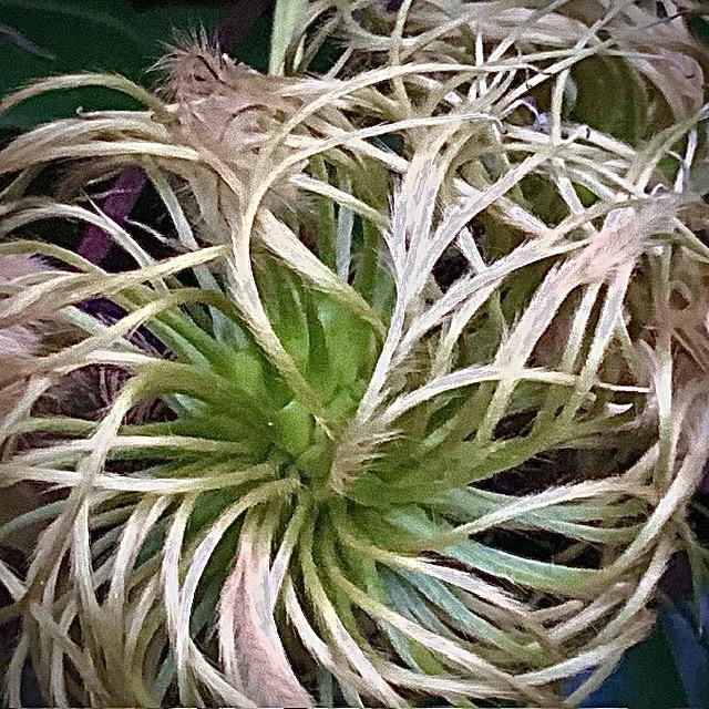 Photo of Clematis 'Dr. Ruppel' uploaded by bumplbea