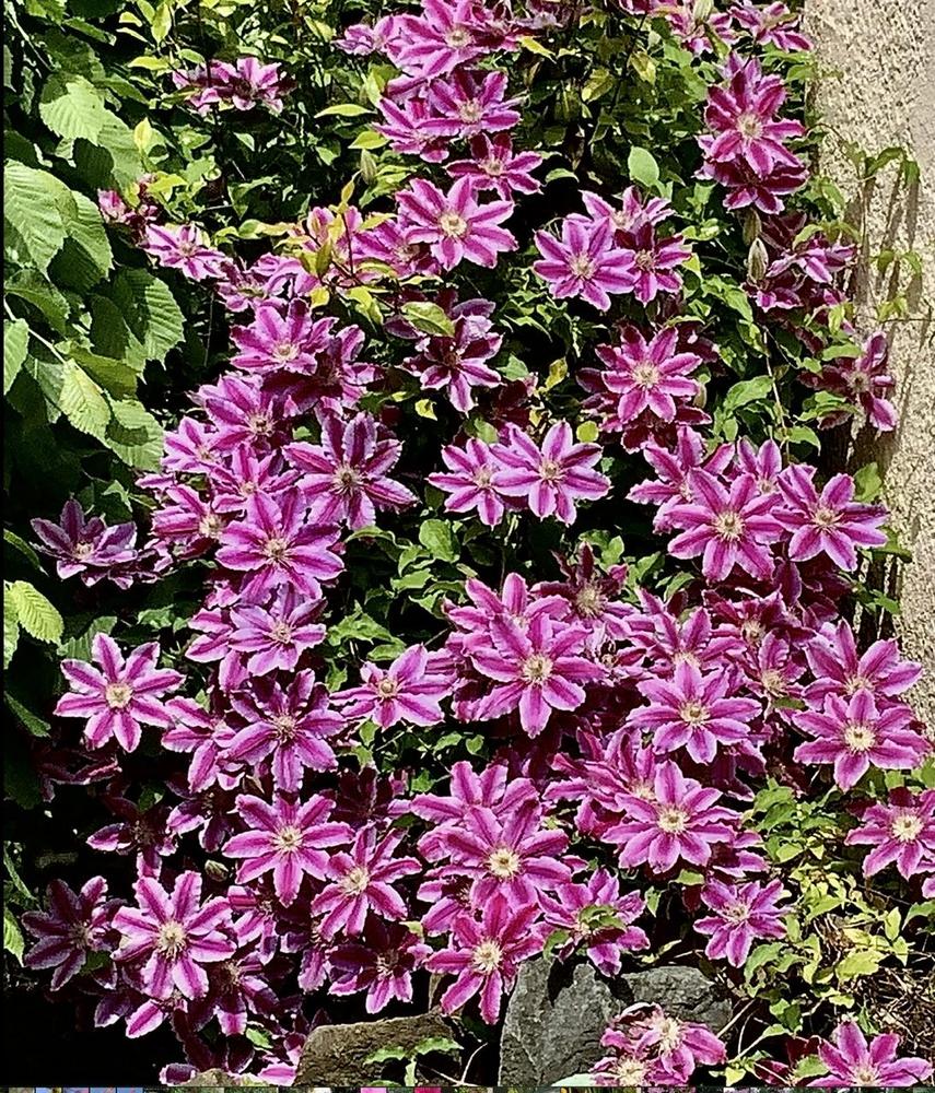 Photo of Clematis 'Dr. Ruppel' uploaded by bumplbea