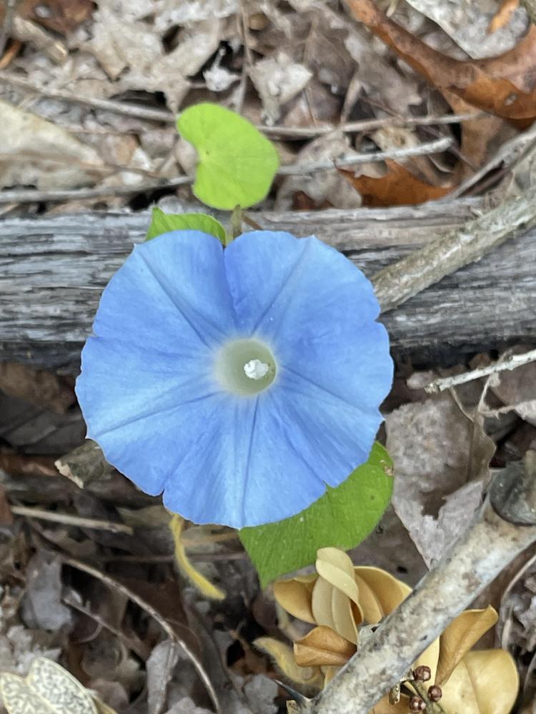 Photo of Morning Glory (Ipomoea tricolor 'Heavenly Blue') uploaded by Bboy