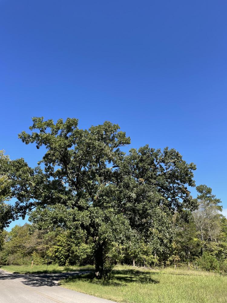 Photo of Bur Oak (Quercus macrocarpa) uploaded by Bboy