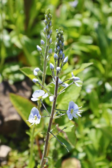 Photo of Gentian Speedwell (Veronica gentianoides) uploaded by RuuddeBlock
