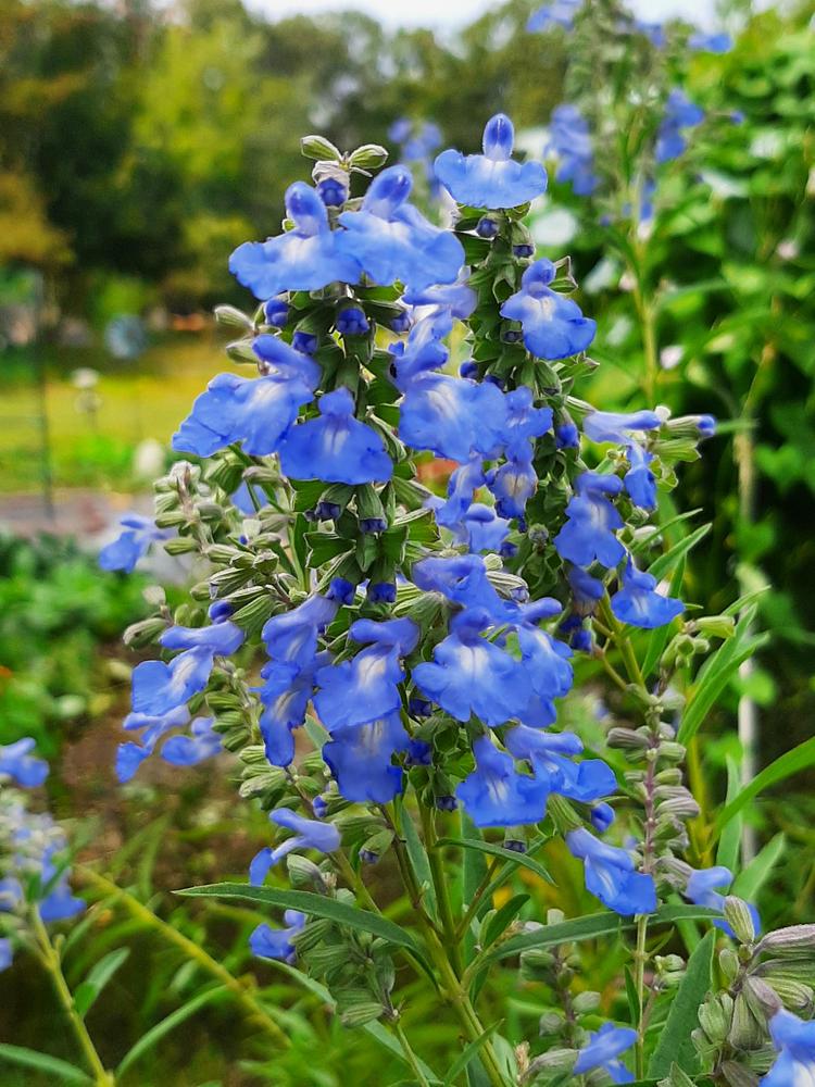 Photo of Blue Sage (Salvia azurea) uploaded by pixie62560