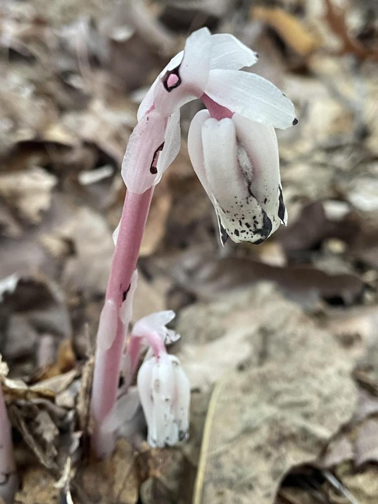 Photo of Indian Pipe (Monotropa uniflora) uploaded by Bboy