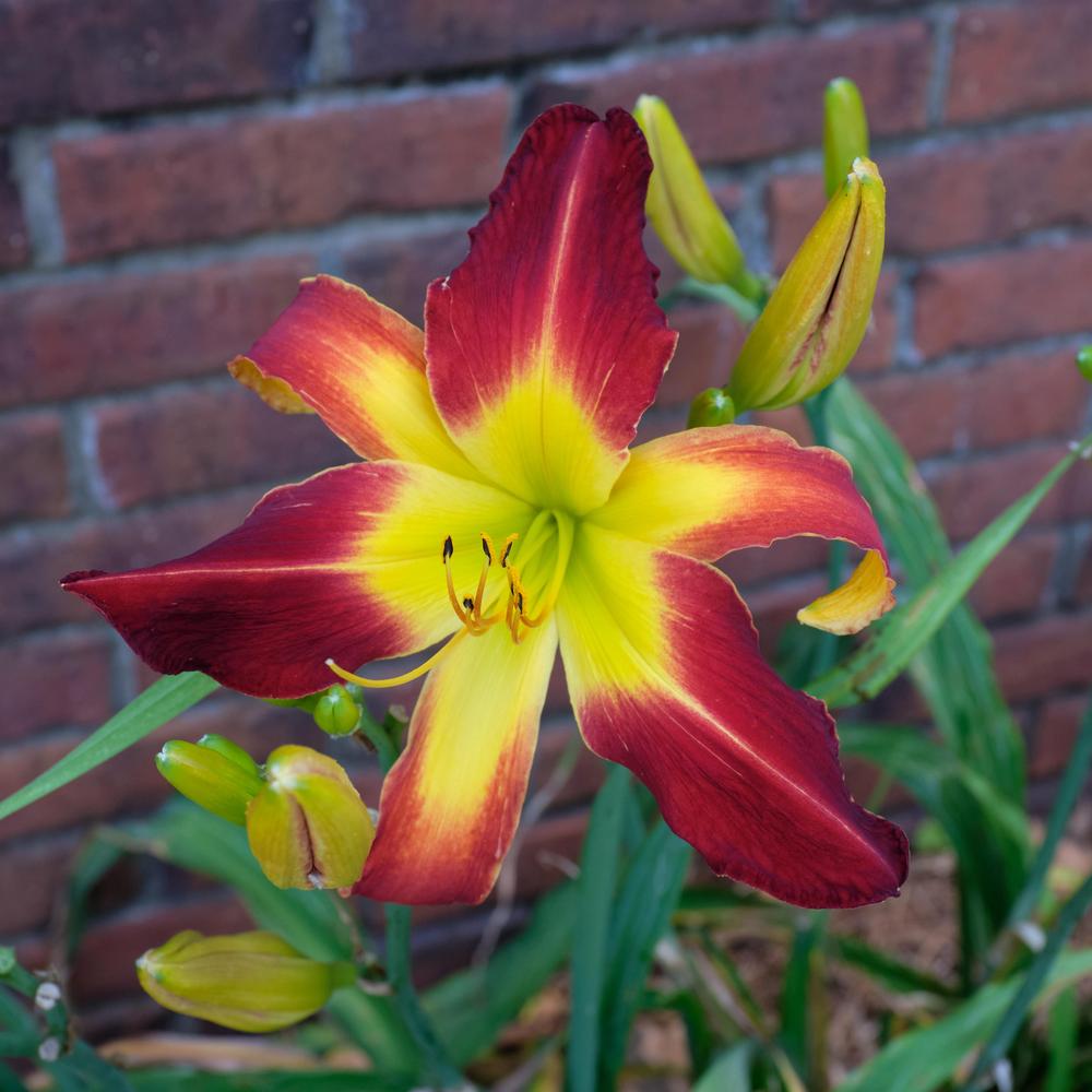 Photo of Daylily (Hemerocallis 'Spider to the Fly') uploaded by GwenRon