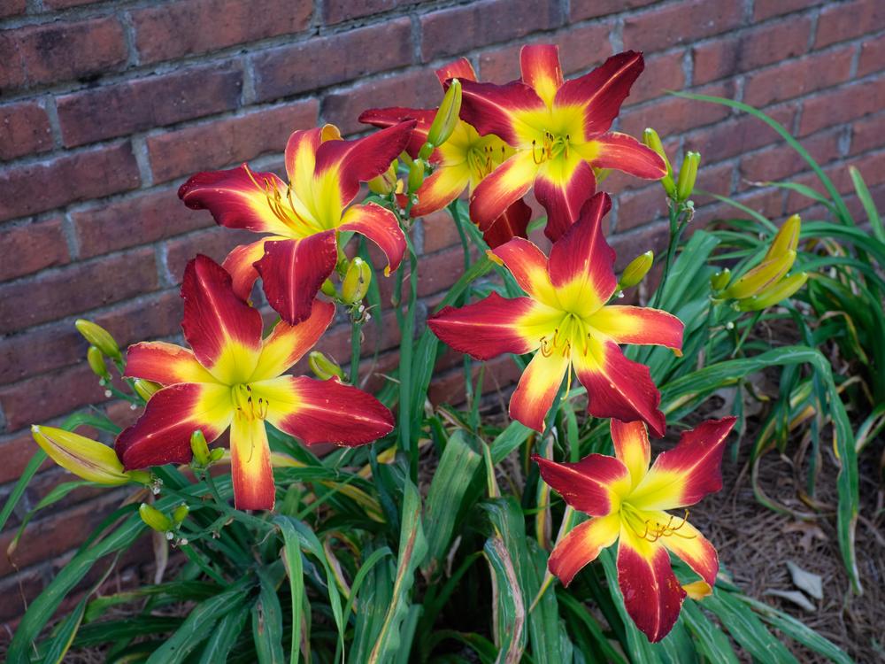 Photo of Daylily (Hemerocallis 'Spider to the Fly') uploaded by GwenRon