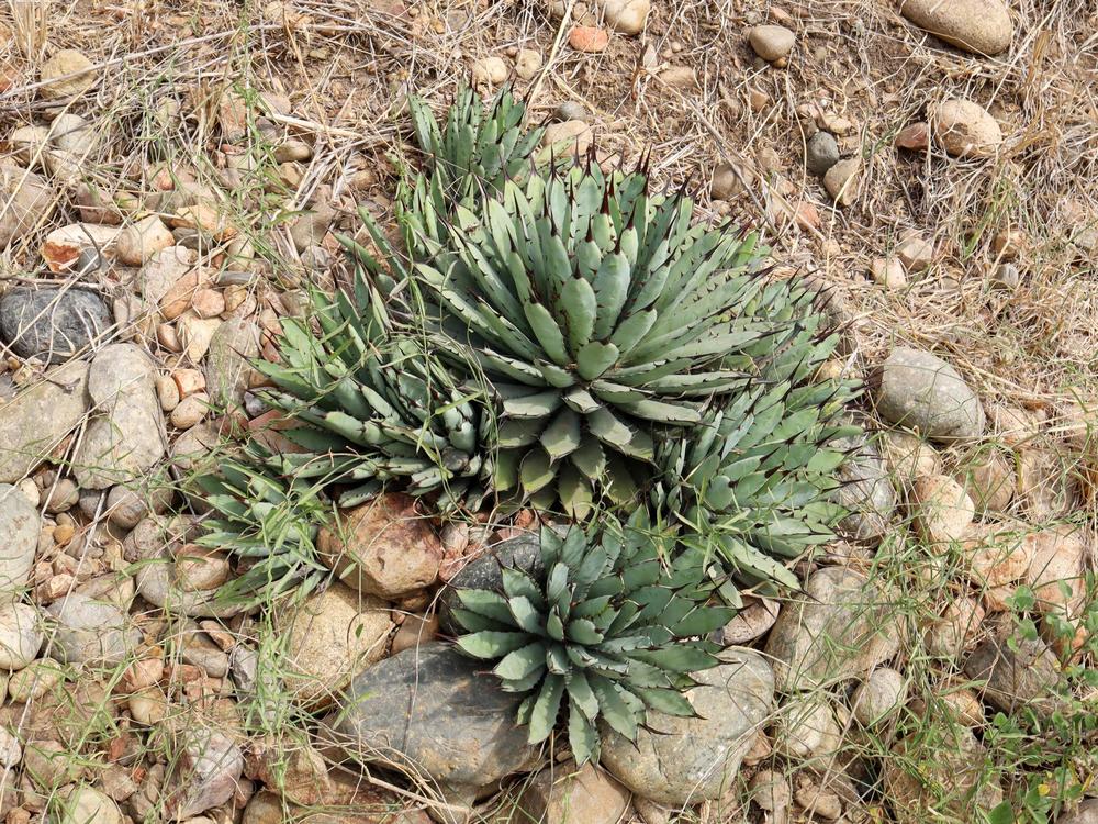 Photo of Black-Spined Agave (Agave macroacantha) uploaded by Baja_Costero