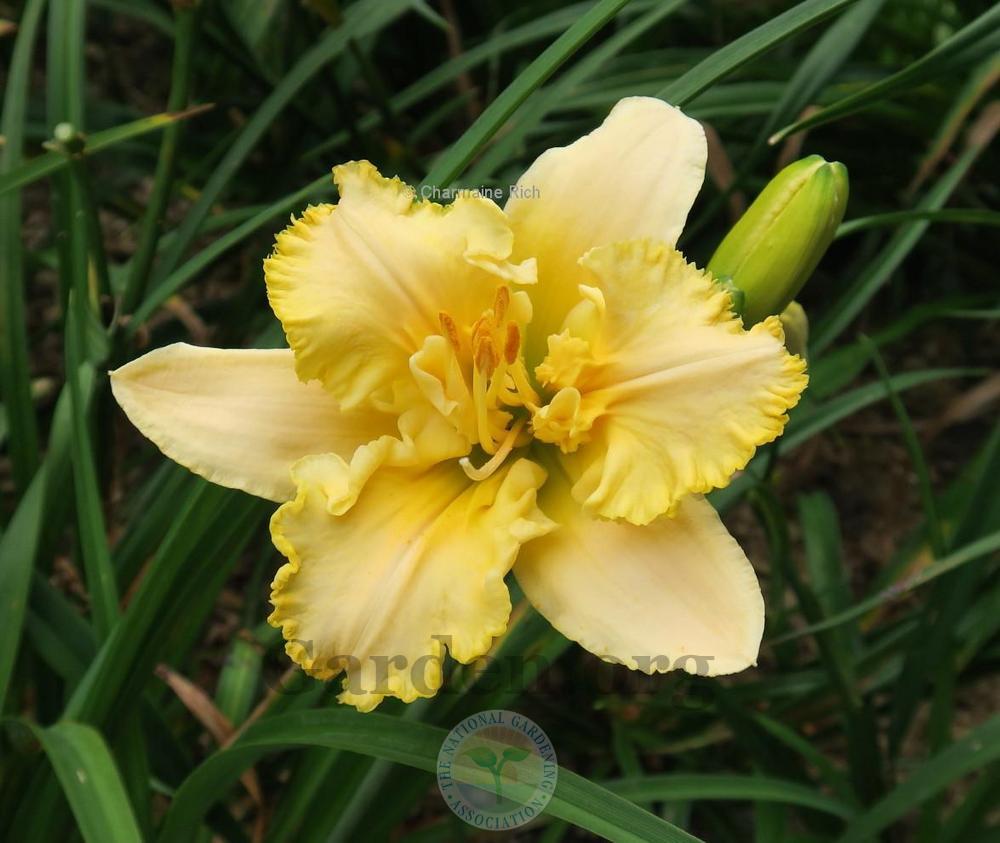 Photo of Daylily (Hemerocallis 'After the Riot') uploaded by Char