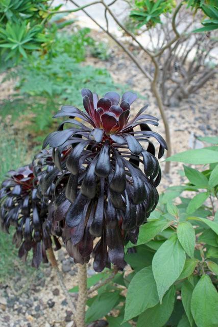 Photo of Black Rose (Aeonium arboreum 'Zwartkop') uploaded by RuuddeBlock