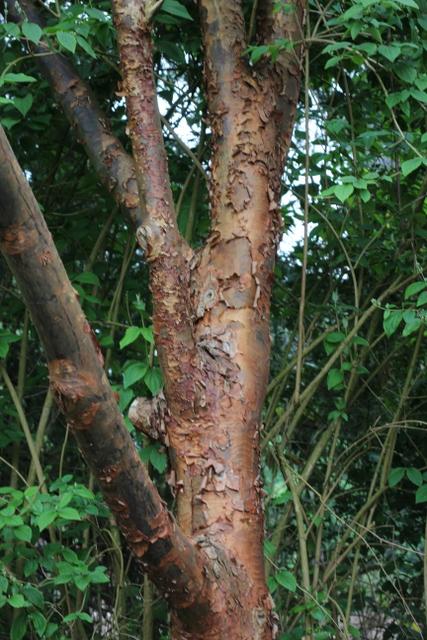 Photo of Paperbark Maple (Acer griseum) uploaded by RuuddeBlock